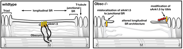 Obscurin function in muscle and for SR architecture